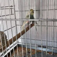 جفت مولد مرغ عشق رینبو رنگین کمانی فنچ طوطی راهب|پرنده|قدس, شهرقدس|دیوار