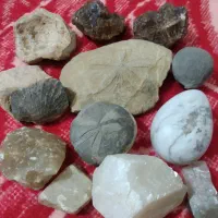 سنگ فسیل تزینی