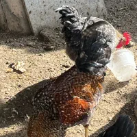 جوجه خروس محلی