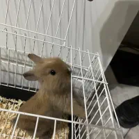 خرگوش لوپ|موش و خرگوش|تهران, هفده شهریور|دیوار