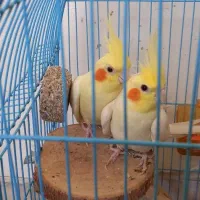 فروش عروس هلندی مولد درجه یک