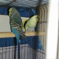 یک جفت مرغ عشق فوق مولد|پرنده|آبادان, |دیوار