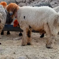 ی عدد کوه قوچ روزگاری میش رون|حیوانات مزرعه|ایذه, |دیوار