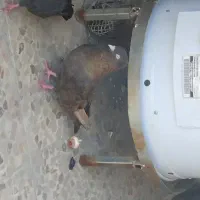 کبوتر