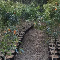 نهال کامکوات