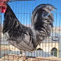 مرغ وخروس|حیوانات مزرعه|فولادشهر, زاینده رود|دیوار