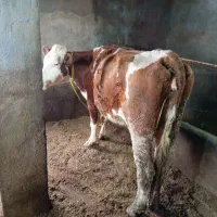 گاو سیمینتال گوشتی|حیوانات مزرعه|انزل, |دیوار