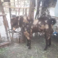 نری‌پا‌کستانی