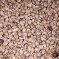 لوبیا چیتی
