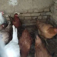 قاز محلی و مرغ محلی فریک|حیوانات مزرعه|تاکستان, |دیوار