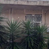 گل یوکا|گل و گیاه طبیعی|رودبار, |دیوار