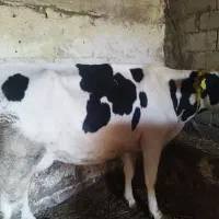 گاو گوساله