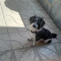 واگذاری سگ نر