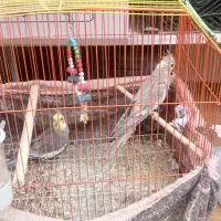 عروس هلندی و کوتوله پ مرغ عشق