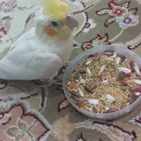 عروس هلندی|پرنده|شیراز, ریشمک|دیوار
