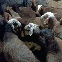 گوسفند نر پرواری|حیوانات مزرعه|سنقر, |دیوار