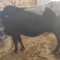 گاو و گوساله نر چهارماهه