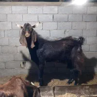 تکه پاکستان