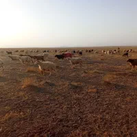شیشک