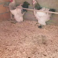 دو جفت مرغ و خروس برهما لایت رومانی