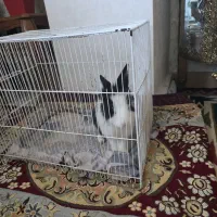 خرگوش|موش و خرگوش|فردیس, شهرک شهید حسینی|دیوار