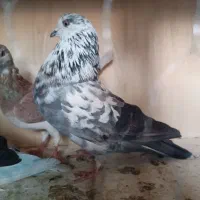 کبوتر پرشی وزینتی|پرنده|پرند, فاز ۳|دیوار