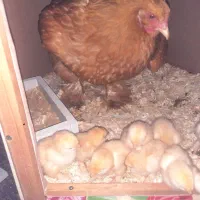 جوجه و مرغ برهما