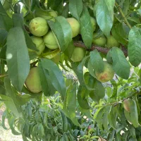 ۲۰۰۰مترباغ با سندتک برگ/زمین/باغچه|فروش زمین و ملک کلنگی|تهران, شهرک ولیعصر شمالی|دیوار