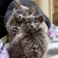 بچه گربه های سه ماهه اسکاتیش اصیل(نر و ماده)|گربه|همدان, |دیوار