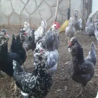 تخم نطفه دار مرغ و خروس گلین فول طوسی|حیوانات مزرعه|اصفهان, قائمیه|دیوار