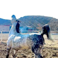 سیلمی تایماز   کشش اسب کرد