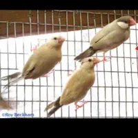 50 عدد فنچ نرگسی شکلاتی بالغ آماده تخم