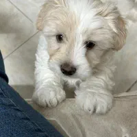 واگذاری|سگ|کرج, گلشهر|دیوار