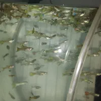 ماهی گوپی  کاشمر