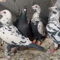 آلمانی بزک نسل سینه مشهدی قدیم