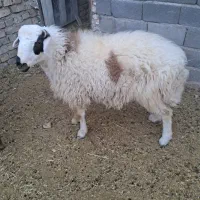 یک عدد بره نر شیرازی قوچی