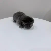 بچه گربه اسکاتیش بلو|گربه|ارومیه, |دیوار