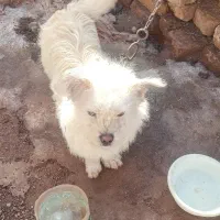 سگ پا کوتاه