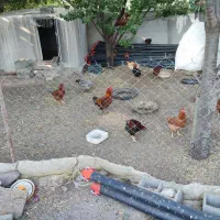 مرغ و خروس محلی