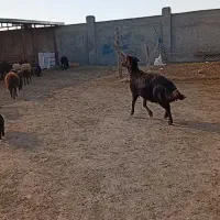 فروش قوچ و میش بره دار و آبستن