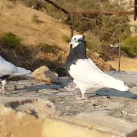 طوق سیاه ماده|پرنده|شیراز, گویم|دیوار