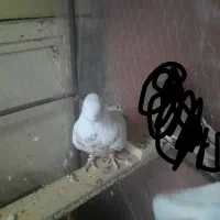 گمشده|حیوانات|سیرجان, |دیوار