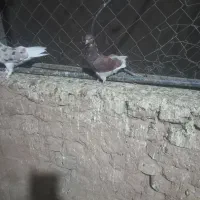 فروش کبوترهای هما و سبز|پرنده|گرمسار, |دیوار