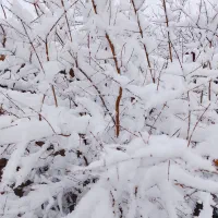 باغ پسته دوهکتاری