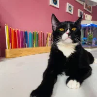 واگذار گربه خانگی دلنشین