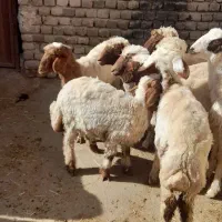 بره صادراتی|حیوانات مزرعه|شیروان (لرستان), |دیوار