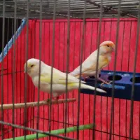 قناری موزاییکی جفت