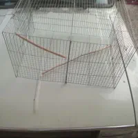 مرغ‌عشق|پرنده|شوش, |دیوار