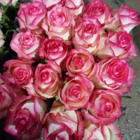 استخدام نیروی خانم دسته بندی گل رز