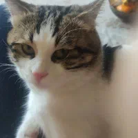 واگذاری گربه پرشین ودی اس اچ